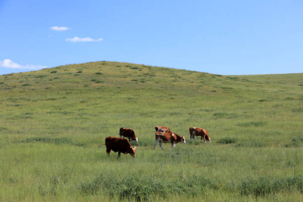 A herd of cattle was grazing on the prairie