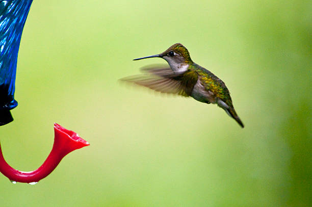 istock Ruby Throated Male Hummingbird near a feeder 2205307029