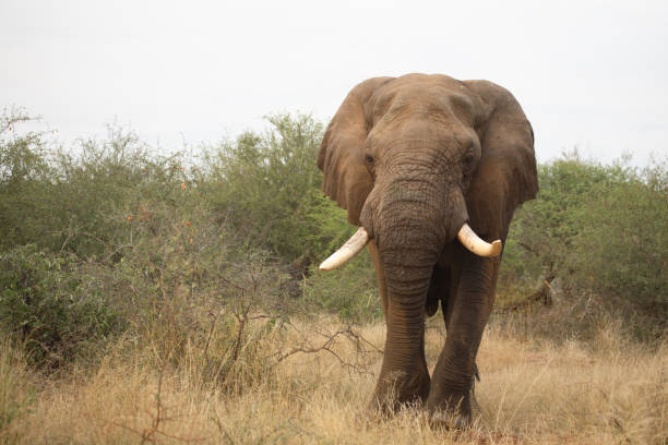 istock Afrikanischer Elefant / African elephant / Loxodonta africana 2205307044