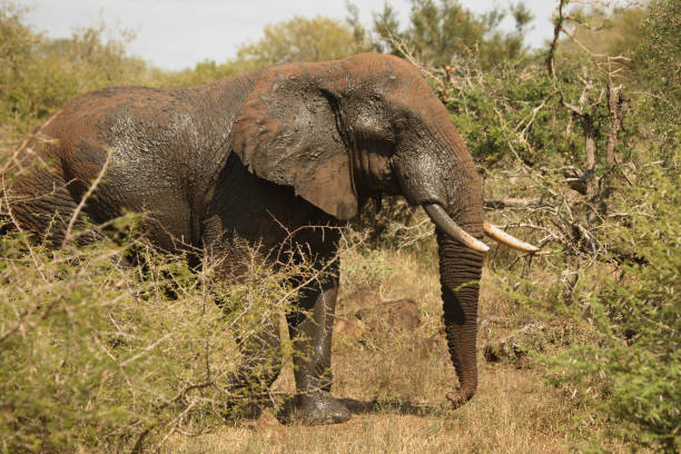 istock Afrikanischer Elefant / African elephant / Loxodonta africana 2205307167