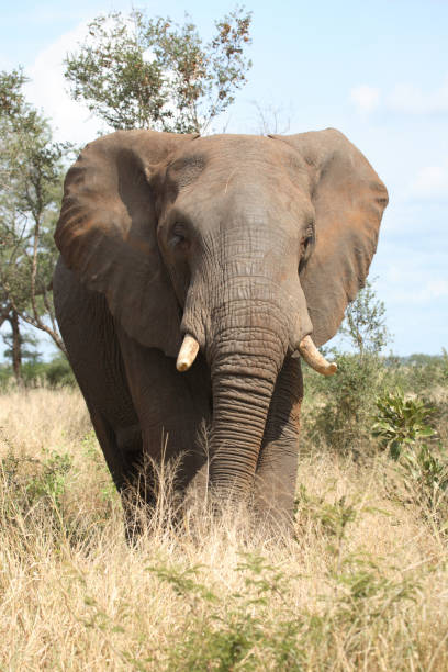 istock Afrikanischer Elefant / African elephant / Loxodonta africana 2205307237