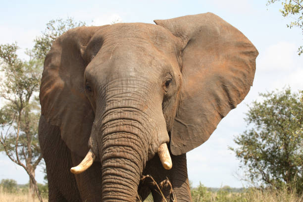 istock Afrikanischer Elefant / African elephant / Loxodonta africana 2205307238