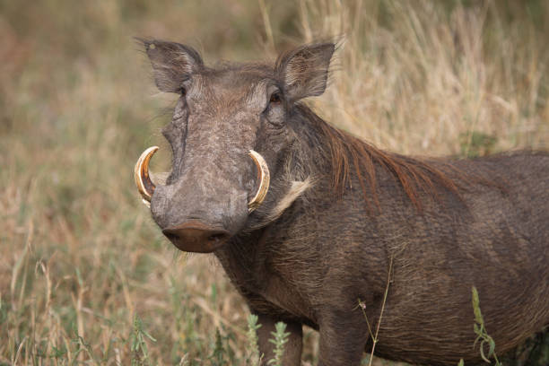 Warzenschwein / Warthog / Phacochoerus africanus