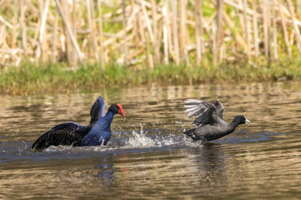 istock Purple Swamp Hen 2205307487