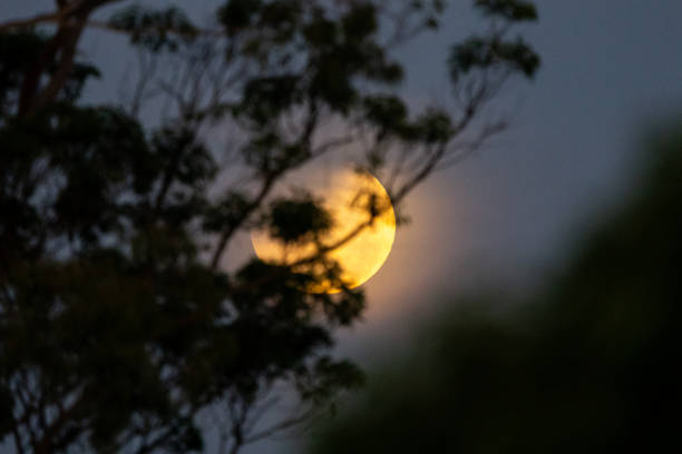 istock A photo of the moon during a partial eclipse, with its top edge slightly darkened and a soft haze from thin clouds diffusing the light 2205308281