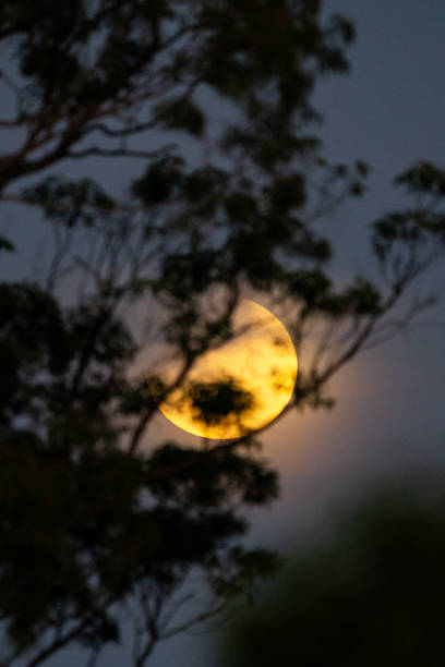 istock A photo of the moon during a partial eclipse, with its top edge slightly darkened and a soft haze from thin clouds diffusing the light 2205308283