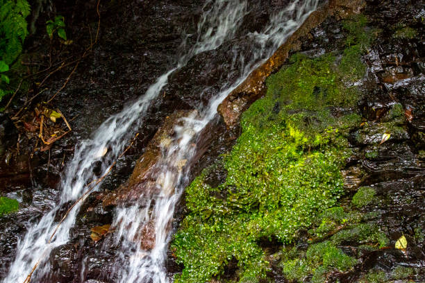 istock Spring scenery of Amami Oshima 2205308349