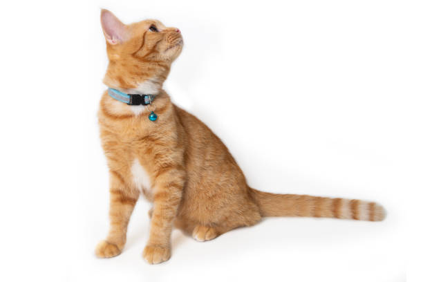 istock Orange cat sitting and turn its face to left on white background. 2205309641