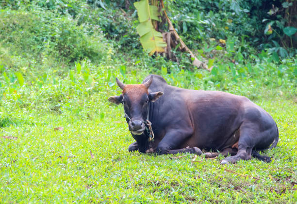 cattle grazing