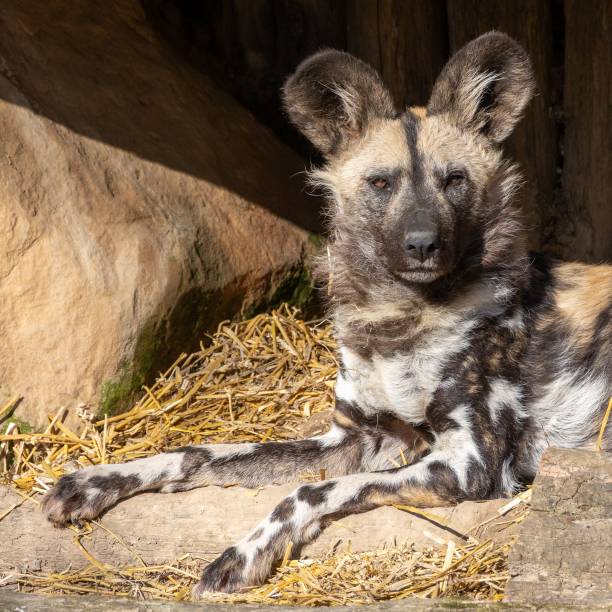 African wild dog, Lycaon pictus, detail portrait open muzzle, Mana Pools, Zimbabwe, Africa. Dangerous spotted animal with big ears. Hunting painted dog on African safari. Wildlife scene from nature.