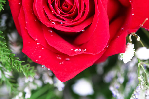 Red rose and a bouquet