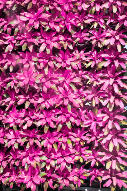 istock Colorful pink bromeliad leaf plant flower bloom (aechmea fasciata ) growing on  wall background 2205312693