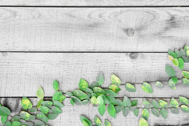 Vibrant green foliage overlays beautifully weathered red wooden planks, showcasing the contrast of nature's resilience and rustic charm.