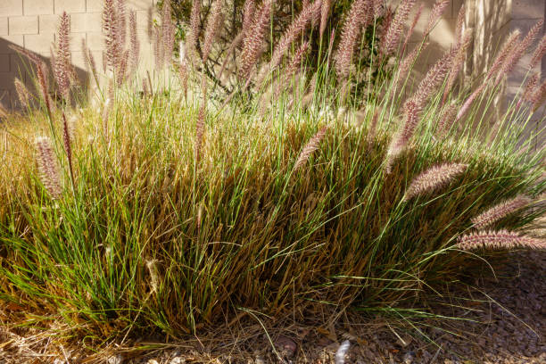istock Clump of Fountain Grass  (Pennisetum setaceum) 2205316876