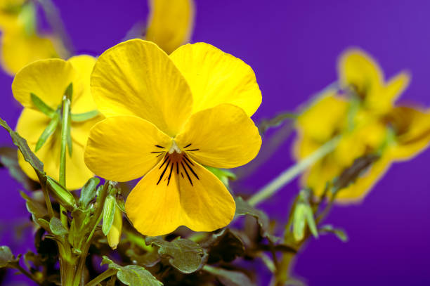 A close-up of delicate yellow pansy flowers with intricate petal patterns, set against a soft purple background