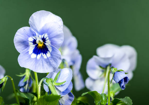 A close-up of delicate white and blue pansy flowers with intricate petal patterns, set against a soft green background