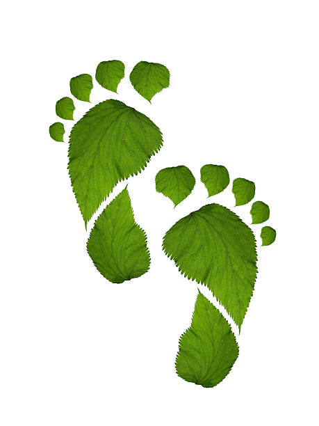 istock green leaf growing footprints, co2 symbol isolated on White Background. Reduce CO2 emission concept.Clean and friendly environment without carbon dioxide emissions. 2205322051