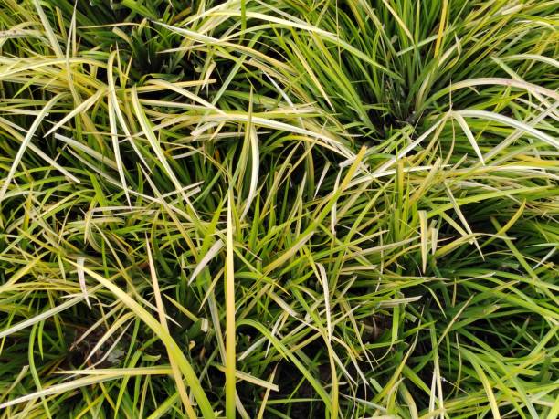 istock Grassleaf Sweetflag Rhizome 2205323537