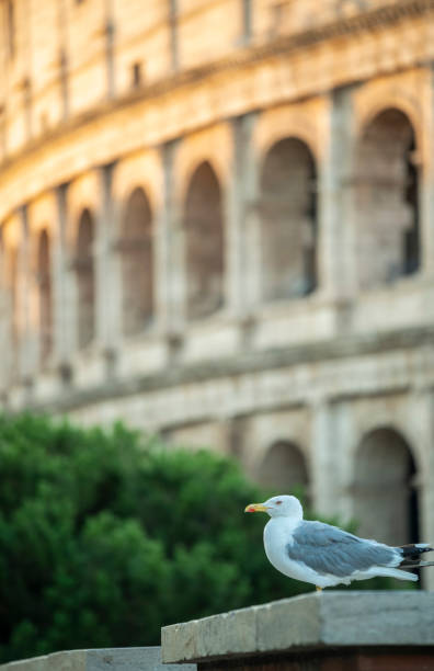 Gull perched in front of the famous Coliseum in Rome at sunrise. Rome, \