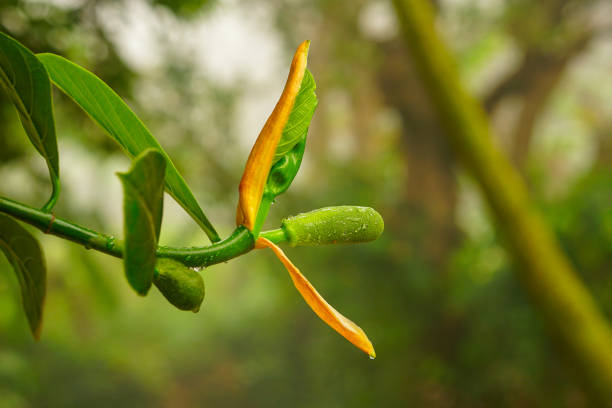 Leaves of daylily with raindrops