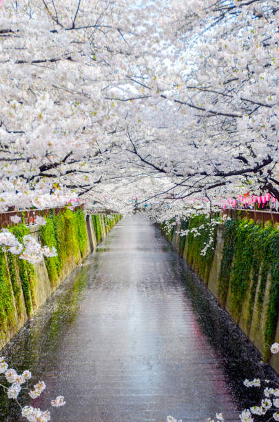 istock Spring cherry blossoms and the Meguro River 2205326112