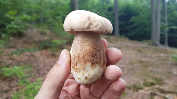 istock Person Holding Fresh Mushroom in Forest Outdoor Setting 2205330556