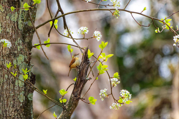 The Carolina wren (Thryothorus ludovicianus)  in the branches of the blossoming tree. This wren is the state bird of South Carolina.