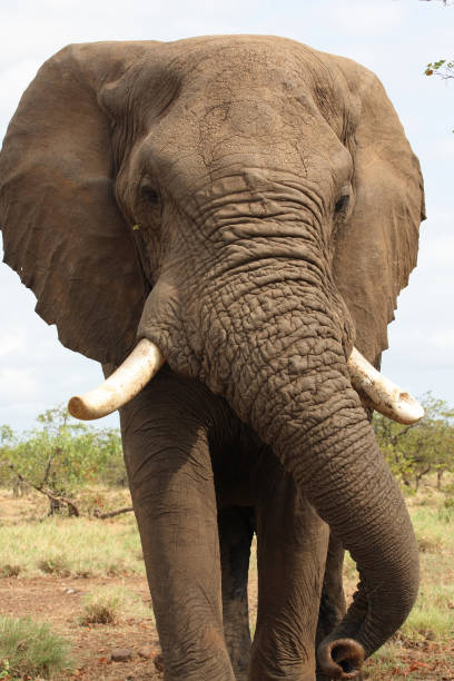 istock Afrikanischer Elefant / African elephant / Loxodonta africana 2205340078