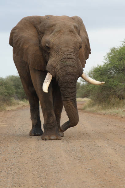 istock Afrikanischer Elefant / African elephant / Loxodonta africana 2205340091