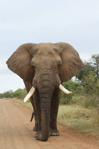 istock Afrikanischer Elefant / African elephant / Loxodonta africana 2205340110