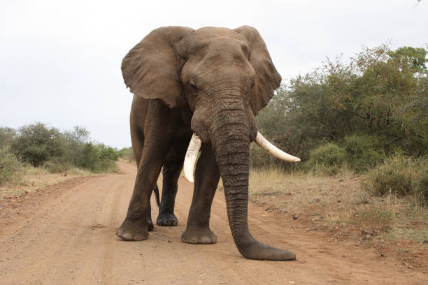 istock Afrikanischer Elefant / African elephant / Loxodonta africana 2205340180