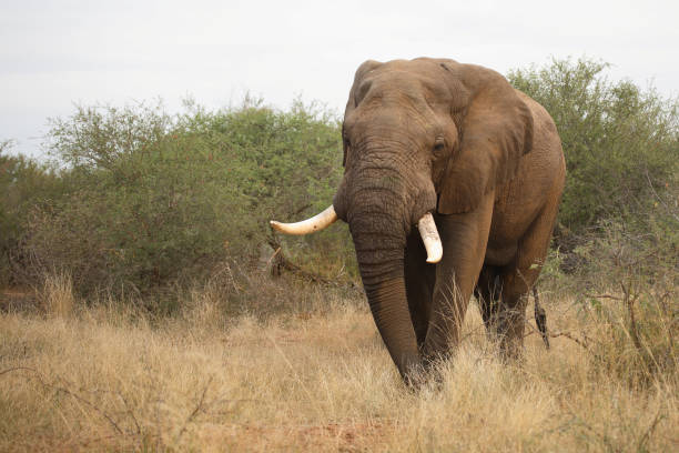 istock Afrikanischer Elefant / African elephant / Loxodonta africana 2205341269