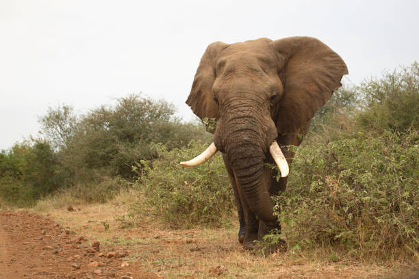 istock Afrikanischer Elefant / African elephant / Loxodonta africana 2205341279
