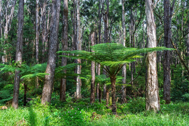 istock Temperate rainforest with ancient ferns.Native forest with tall eucalyptus and tree ferns.Australian eucalyptus forest with tree ferns 2205341308
