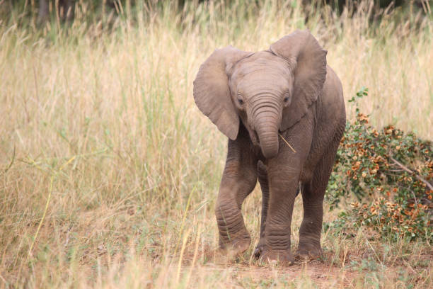 istock Afrikanischer Elefant / African elephant / Loxodonta africana 2205341347