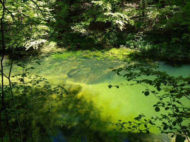 istock River with green waters in the heart of the forest 2205341663
