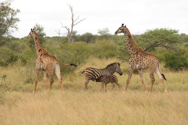 istock Giraffe und Steppenzebra / Giraffe and Burchell's zebra 2205341803