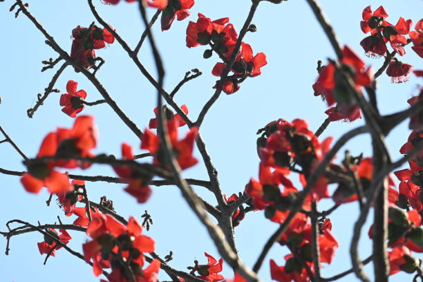 istock Bombax ceiba tree flower. 2205343279