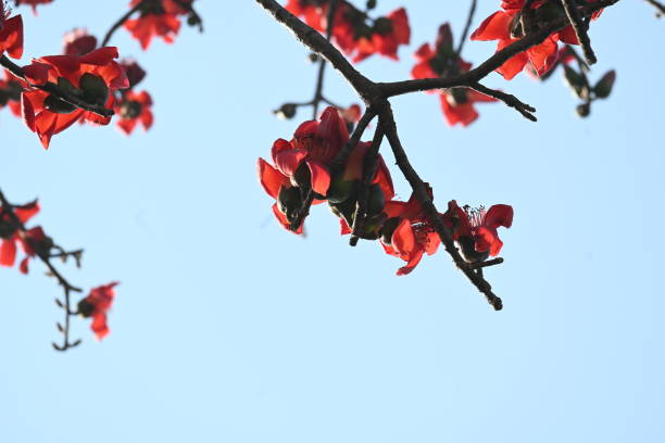 istock Bombax ceiba tree flower. 2205343428