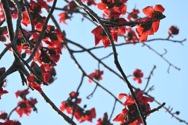 istock Bombax ceiba tree flower. 2205343519