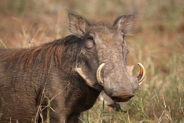istock Warzenschwein / Warthog / Phacochoerus africanus 2205343547