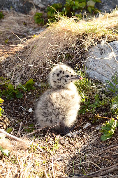 The brown skua (Stercorarius antarcticus), also known as the Antarctic skua, subantarctic skua, southern great skua, southern skua,  is a large seabird that breeds in the subantarctic and Antarctic zones. Shingle Cove, Coronation Island, South Orkney Island. Chick.