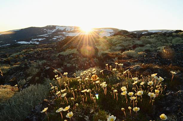 Lava field in Iceland with pillow-shaped rocks and green wooly fringe moss.