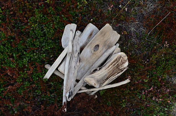 A weathered deadwood log, covered with moss, lingonberry, and bearberry, rests in the heart of the northern forest. The contrast between the dry, weathered wood and the surrounding lush greenery creates a striking texture that showcases the rugged beauty of nature. The scene captures the essence of the forest's quiet resilience, where even the decayed remains of trees contribute to the ecosystem's delicate balance. The combination of natural elements reflects the raw, untouched beauty of the northern wilderness