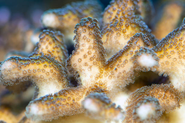 Hard coral sps,montipora sp