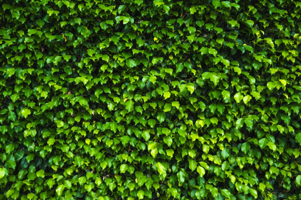 istock Green leaves for background and design. 2205346365
