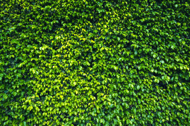 green leaf background,texture. Green grass background or the naturally walls