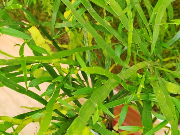 istock Muehlenbeckia platyclada 2205347374