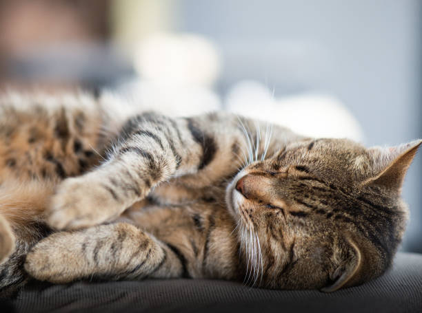 istock A beautiful cat sleeps on the bed. Sleeping cat. 2205348528