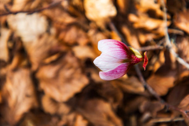 I was looking for the last snow. Some amazing panoramas and flowers